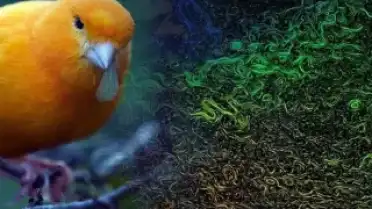 Atlantik Akıntısı Yavaşlıyor: Bilim İnsanları Küresel Etkiler Konusunda Uyarıyor