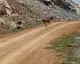 Gümüşhane'de Yaban Keçileri Doğal Ortamlarında Görüntülendi