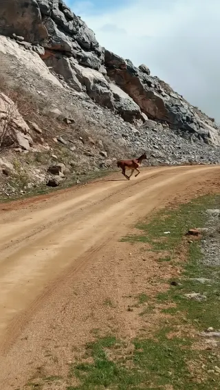 Gümüşhane'de Yaban Keçileri Doğal Ortamlarında Görüntülendi